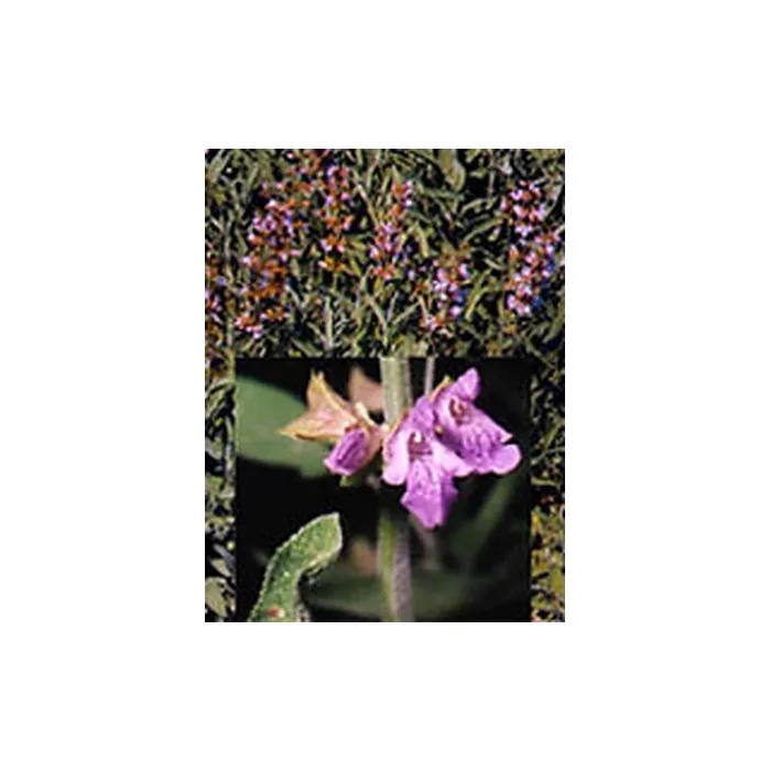 Tsa Salvia Officinalis 50ml