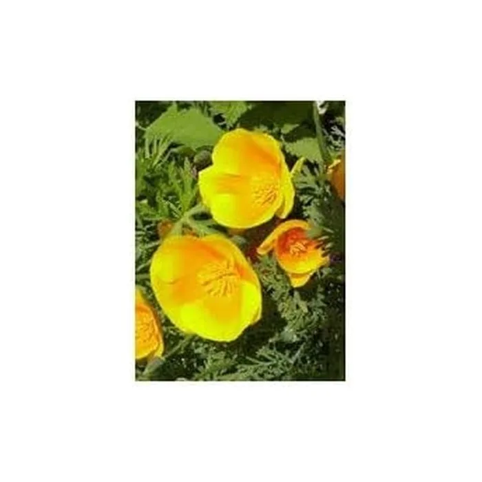 HERBOPLANET TSA Eschscholtzia Lime 50ml Standard